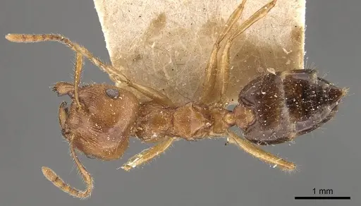 Crematogaster wroughtonii specimen CASENT0908639 image casent0908639_1
