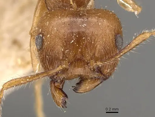 Crematogaster wroughtonii specimen CASENT0908639 image casent0908639_2