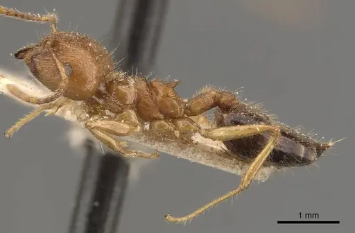 Crematogaster wroughtonii specimen CASENT0908639 image casent0908639_3