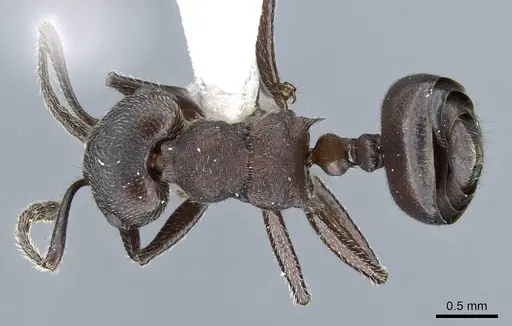 Crematogaster yamanei specimen CASENT0905904 image casent0905904_1