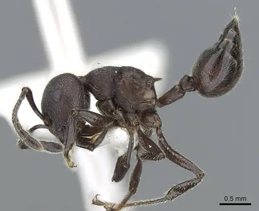 Crematogaster yamanei specimen CASENT0905904 image casent0905904_3