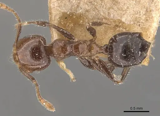 Crematogaster yappi specimen CASENT0908593 image casent0908593_1