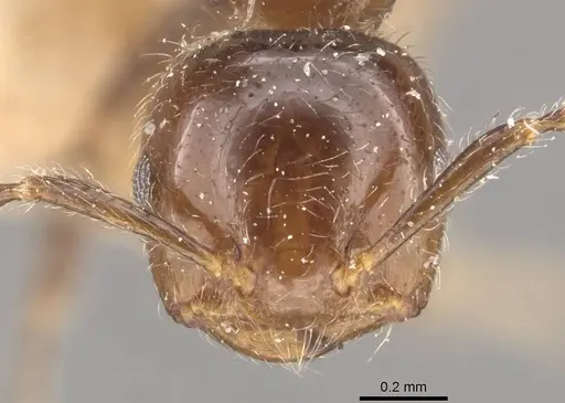 Crematogaster yappi specimen CASENT0908593 image casent0908593_2