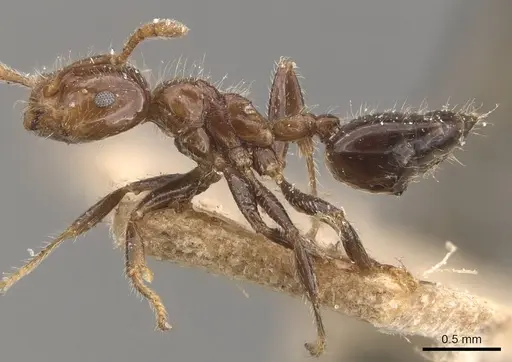 Crematogaster yappi specimen CASENT0908593 image casent0908593_3
