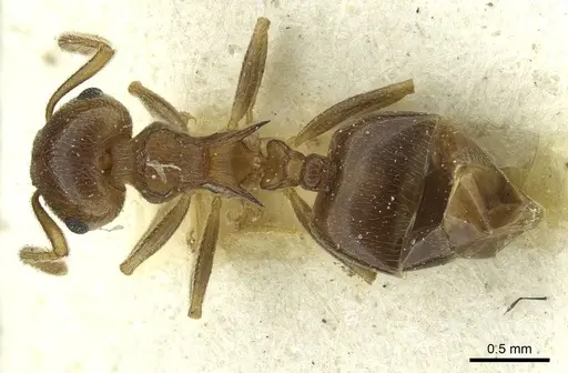 Crematogaster zavattarii specimen CASENT0912824 image casent0912824_1