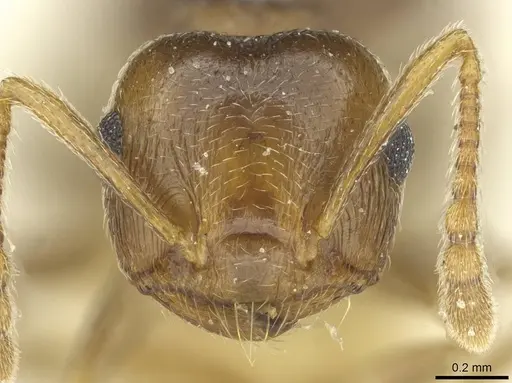 Crematogaster zavattarii specimen CASENT0912824 image casent0912824_2