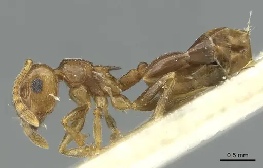 Crematogaster zavattarii specimen CASENT0912824 image casent0912824_3