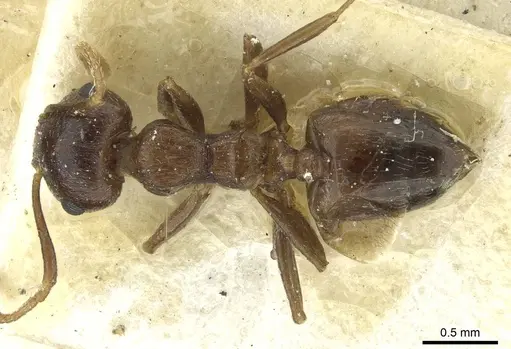 Crematogaster zavattarii specimen CASENT0912825 image casent0912825_1