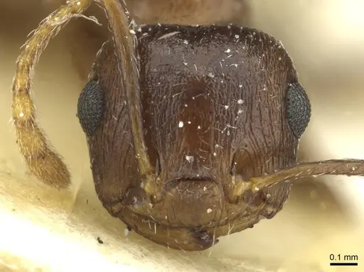 Crematogaster zavattarii specimen CASENT0912825 image casent0912825_2
