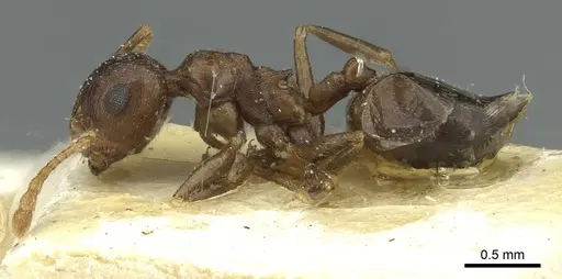 Crematogaster zavattarii specimen CASENT0912825 image casent0912825_3