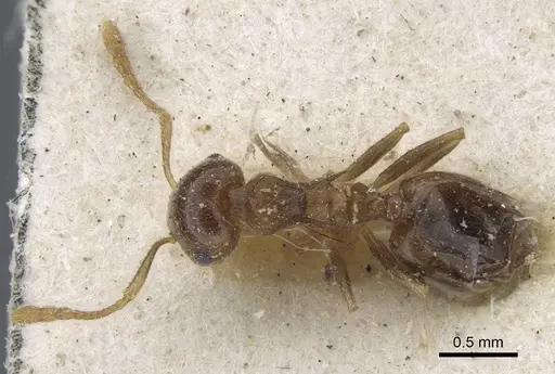 Crematogaster zavattarii specimen CASENT0916986 image casent0916986_1