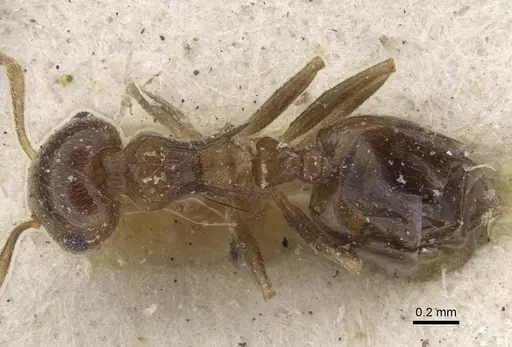 Crematogaster zavattarii specimen CASENT0916986 image casent0916986_2