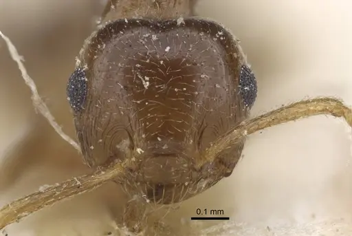 Crematogaster zavattarii specimen CASENT0916986 image casent0916986_3