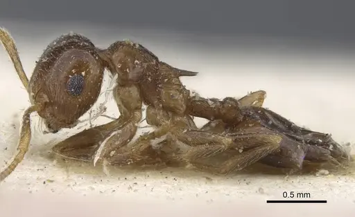 Crematogaster zavattarii specimen CASENT0916986 image casent0916986_5
