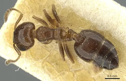 Crematogaster zoceensis specimen CASENT0912689 image casent0912689_1