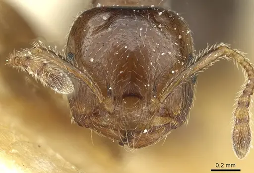 Crematogaster zoceensis specimen CASENT0912689 image casent0912689_2