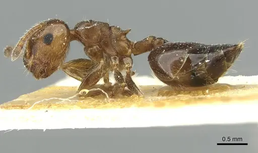 Crematogaster zoceensis specimen CASENT0912689 image casent0912689_3