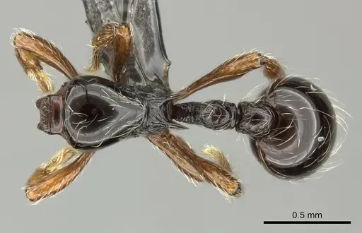 Cryptomyrmex boltoni specimen CASENT0235383 image casent0235383_1