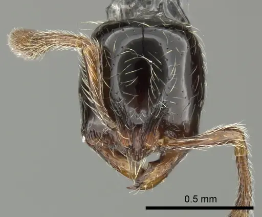 Cryptomyrmex boltoni specimen CASENT0235383 image casent0235383_2