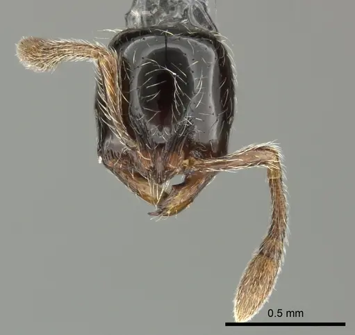 Cryptomyrmex boltoni specimen CASENT0235383 image casent0235383_3