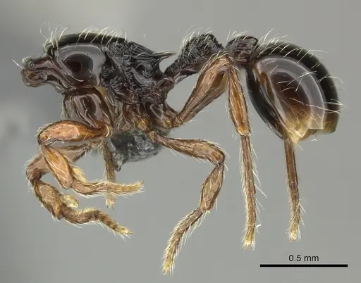 Cryptomyrmex boltoni specimen CASENT0235383 image casent0235383_4
