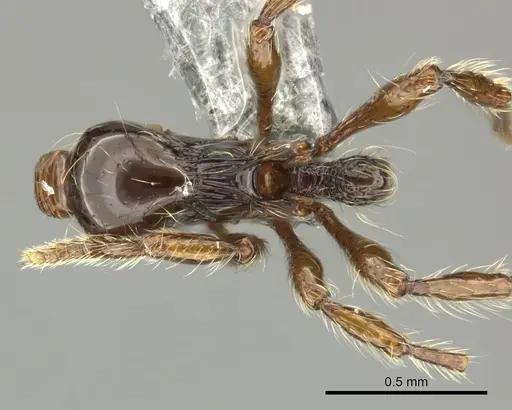 Cryptomyrmex boltoni specimen CASENT0235385 image casent0235385_1