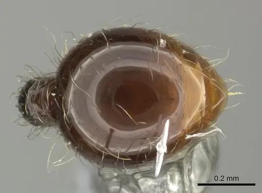 Cryptomyrmex boltoni specimen CASENT0235385 image casent0235385_2