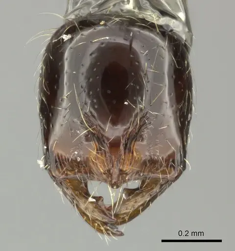 Cryptomyrmex boltoni specimen CASENT0235385 image casent0235385_3