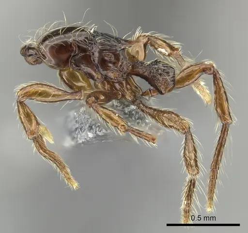 Cryptomyrmex boltoni specimen CASENT0235385 image casent0235385_4