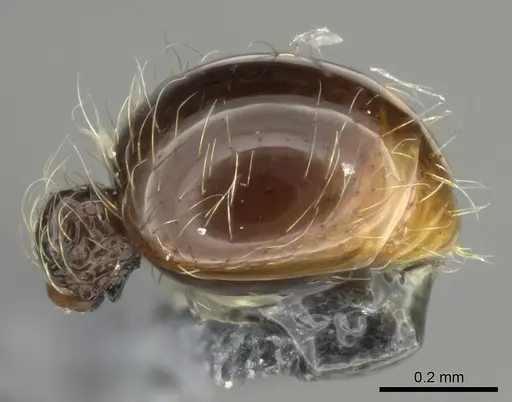 Cryptomyrmex boltoni specimen CASENT0235385 image casent0235385_5