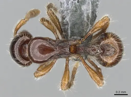 Cryptomyrmex boltoni specimen CASENT0260404 image casent0260404_1