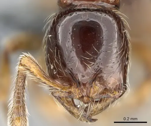 Cryptomyrmex boltoni specimen CASENT0260404 image casent0260404_2