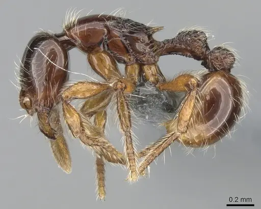 Cryptomyrmex boltoni specimen CASENT0260404 image casent0260404_3