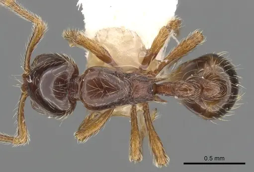 Cryptomyrmex boltoni specimen CASENT0901020 image casent0901020_1
