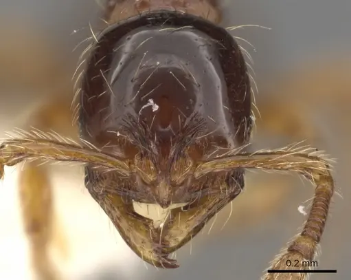 Cryptomyrmex boltoni specimen CASENT0901020 image casent0901020_2
