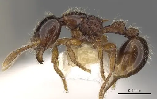 Cryptomyrmex boltoni specimen CASENT0901020 image casent0901020_3