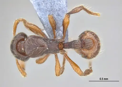 Cryptomyrmex longinodus specimen ANTWEB1053712 image antweb1053712_1
