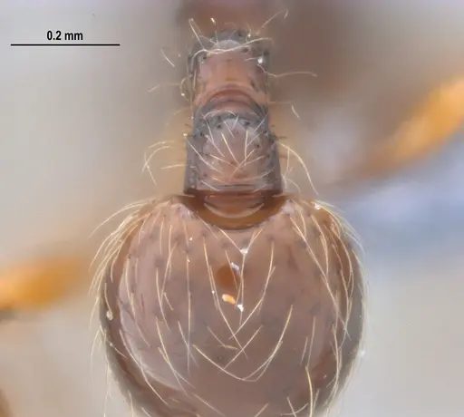Cryptomyrmex longinodus specimen ANTWEB1053712 image antweb1053712_2