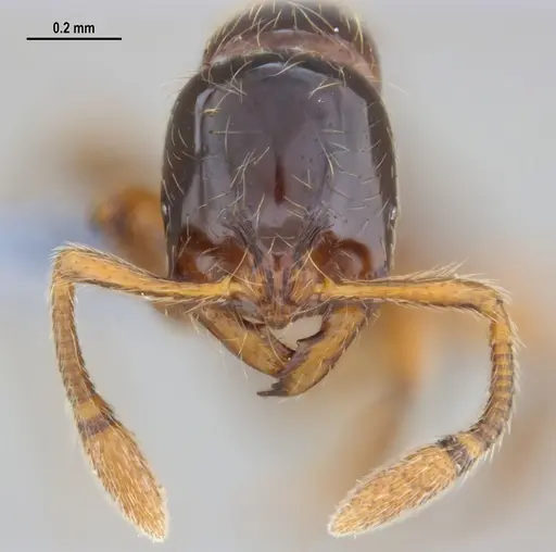 Cryptomyrmex longinodus specimen ANTWEB1053712 image antweb1053712_3