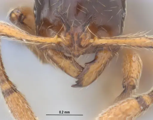 Cryptomyrmex longinodus specimen ANTWEB1053712 image antweb1053712_4