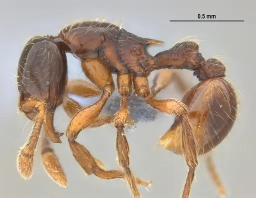 Cryptomyrmex longinodus specimen ANTWEB1053712 image antweb1053712_5