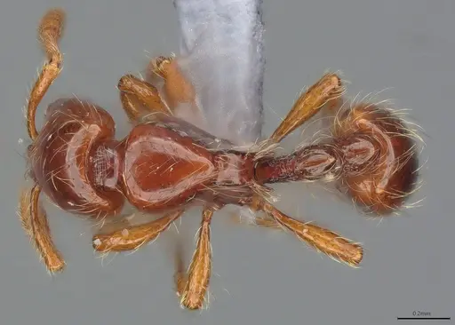 Cryptomyrmex longinodus specimen ANTWEB1053966 image antweb1053966_1