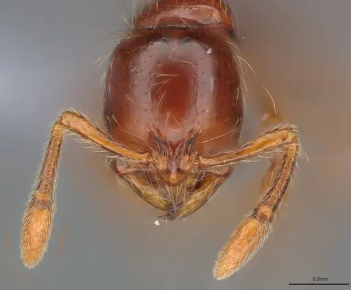 Cryptomyrmex longinodus specimen ANTWEB1053966 image antweb1053966_2