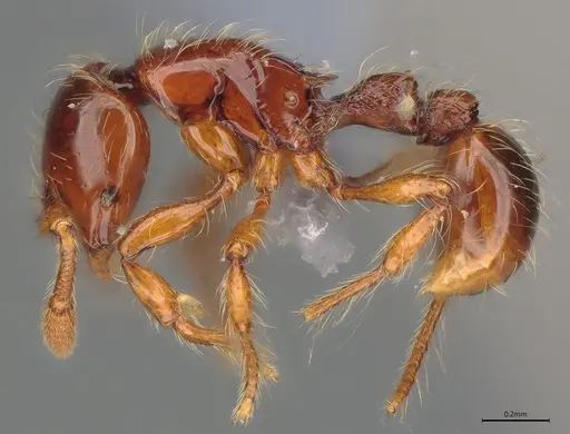 Cryptomyrmex longinodus specimen ANTWEB1053966 image antweb1053966_3