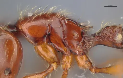 Cryptomyrmex longinodus specimen ANTWEB1053966 image antweb1053966_4