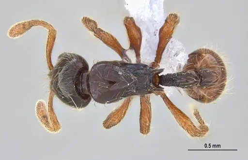 Cryptomyrmex longinodus specimen ANTWEB1062615 image antweb1062615_1