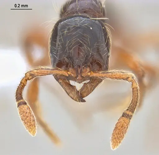 Cryptomyrmex longinodus specimen ANTWEB1062615 image antweb1062615_3