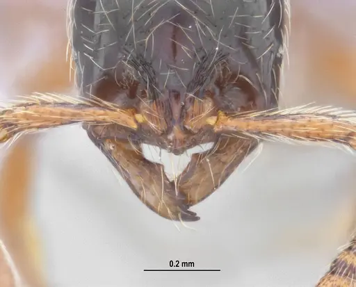 Cryptomyrmex longinodus specimen ANTWEB1062615 image antweb1062615_4