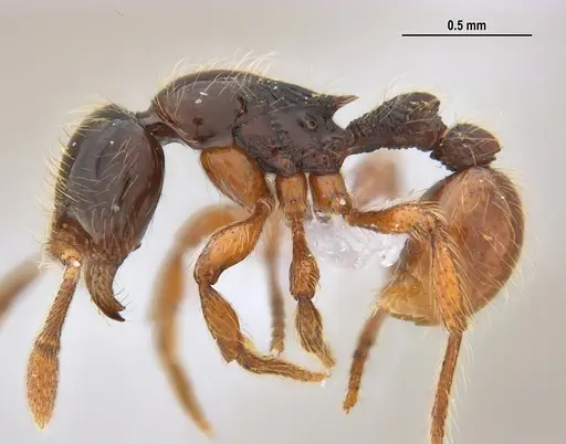 Cryptomyrmex longinodus specimen ANTWEB1062615 image antweb1062615_5