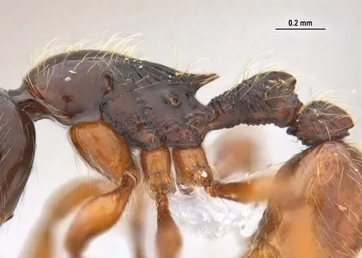 Cryptomyrmex longinodus specimen ANTWEB1062615 image antweb1062615_6